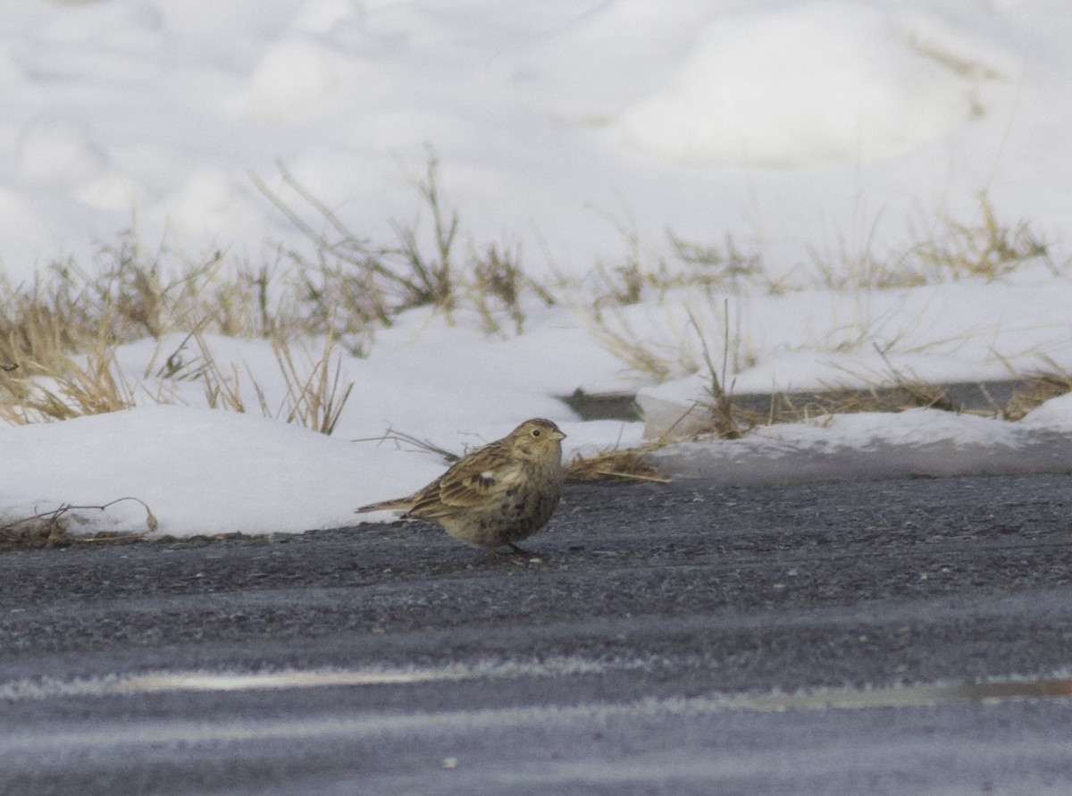 Chestnut-collared Longspur - ML646465482