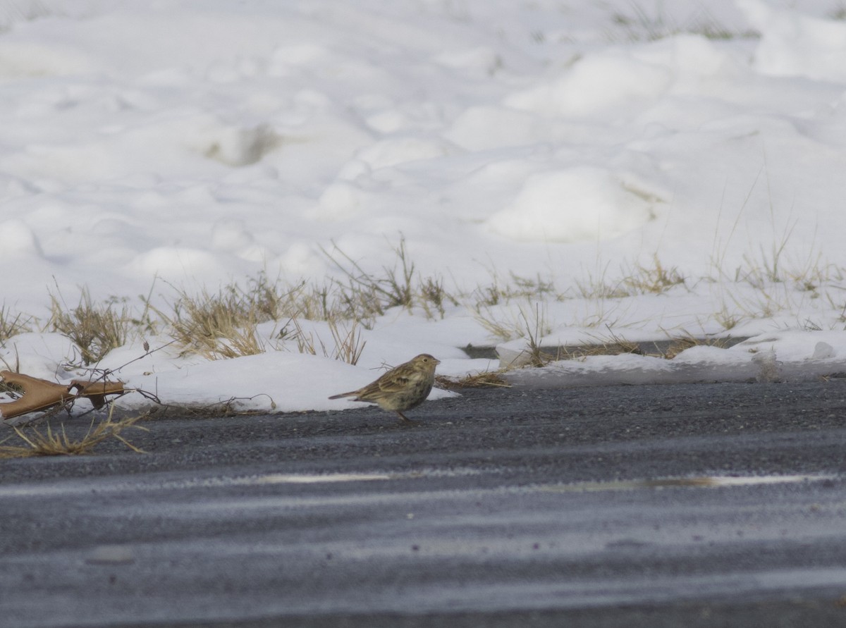 Chestnut-collared Longspur - ML646465483