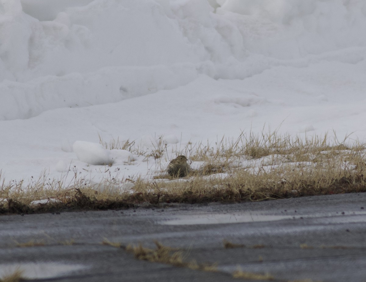 Chestnut-collared Longspur - ML646465484