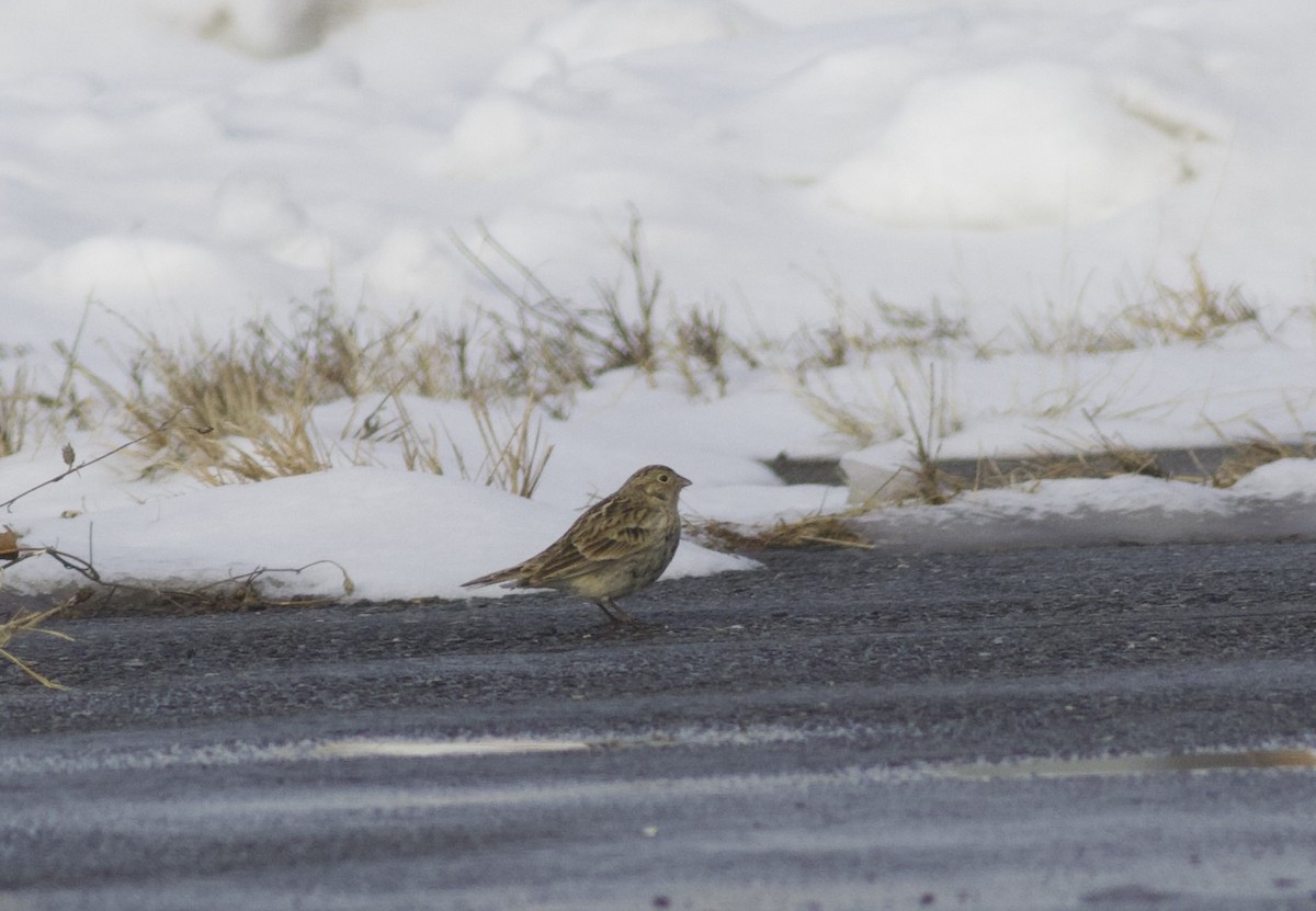 Chestnut-collared Longspur - ML646465485