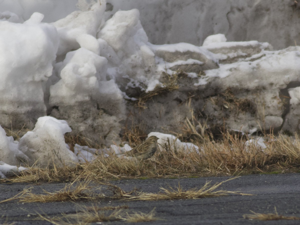 Chestnut-collared Longspur - ML646465486