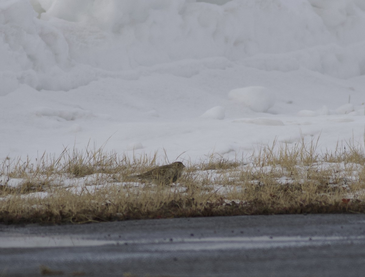 Chestnut-collared Longspur - ML646465487