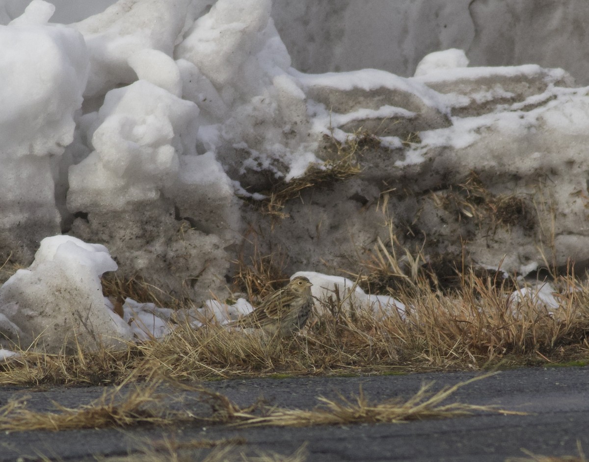 Chestnut-collared Longspur - ML646465488