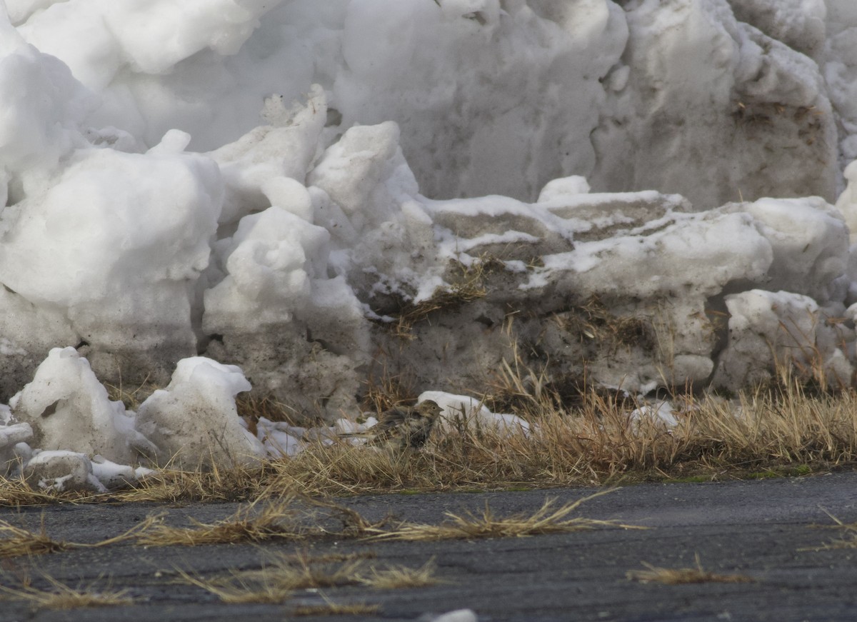 Chestnut-collared Longspur - ML646465489