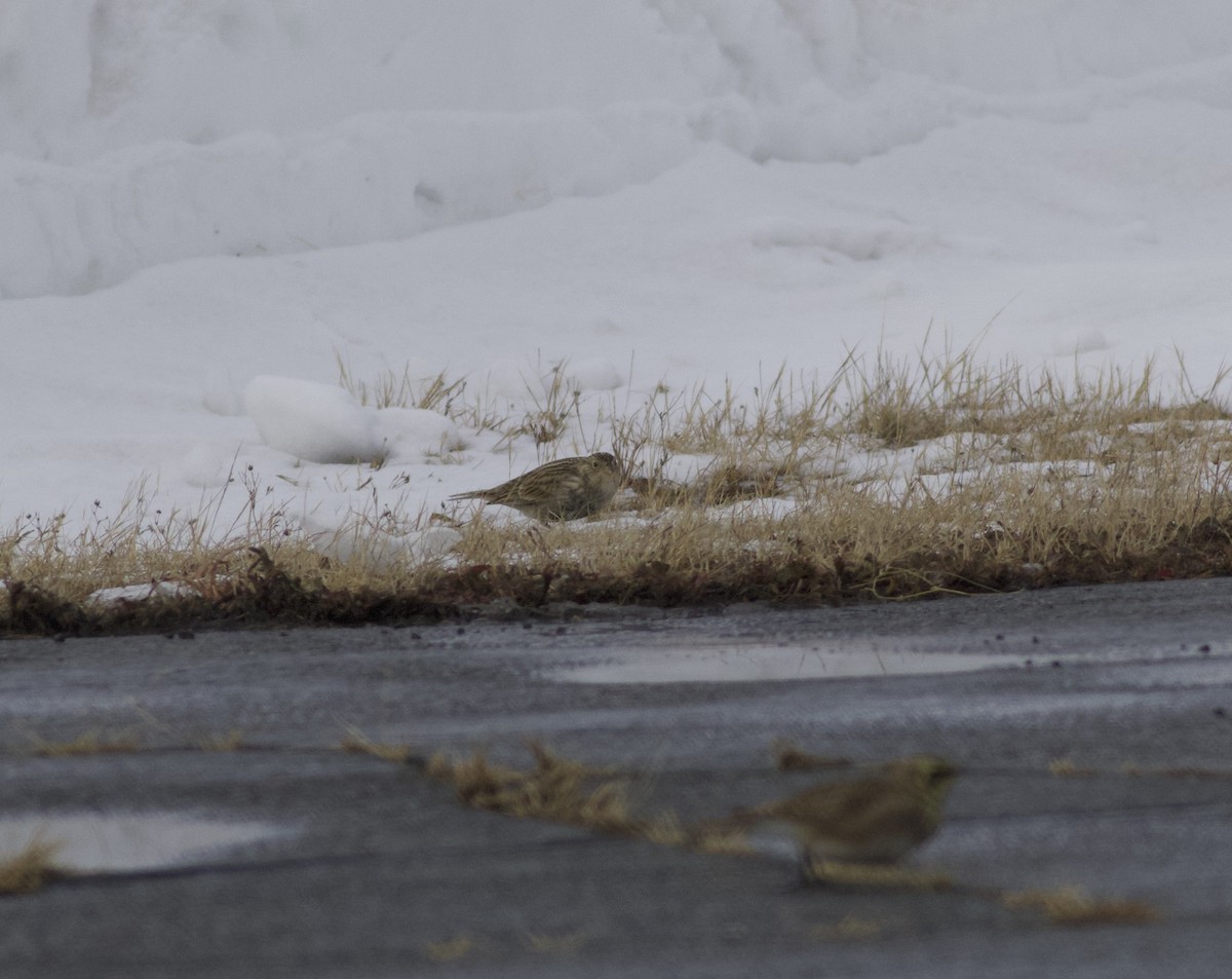 Chestnut-collared Longspur - ML646465490