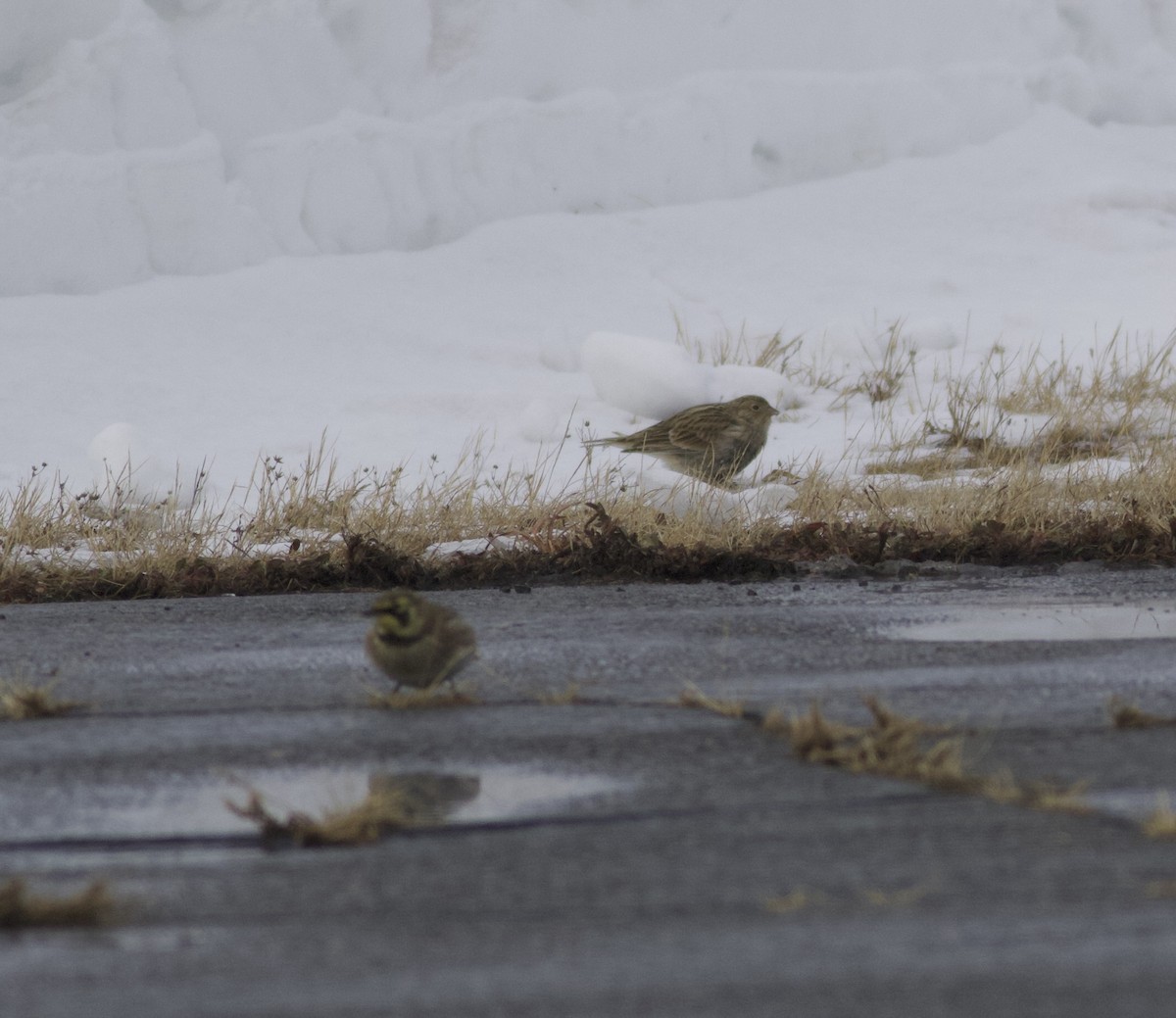 Chestnut-collared Longspur - ML646465491