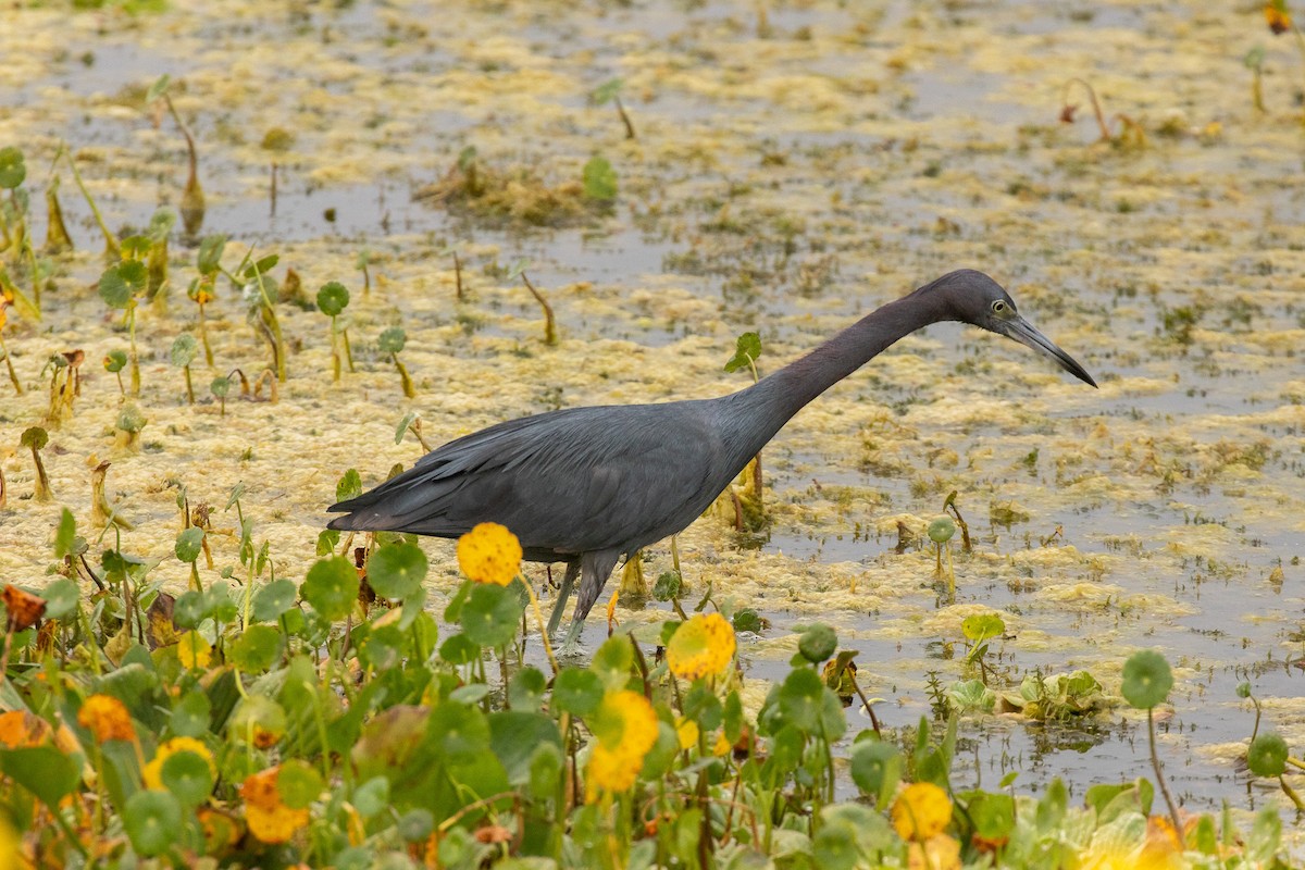 volavka modrošedá - ML646465492