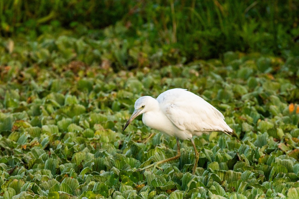 volavka modrošedá - ML646465493