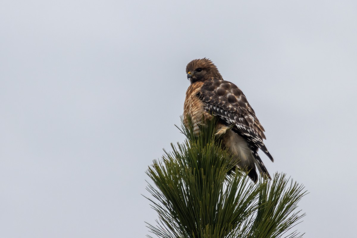 Red-shouldered Hawk - ML646465495