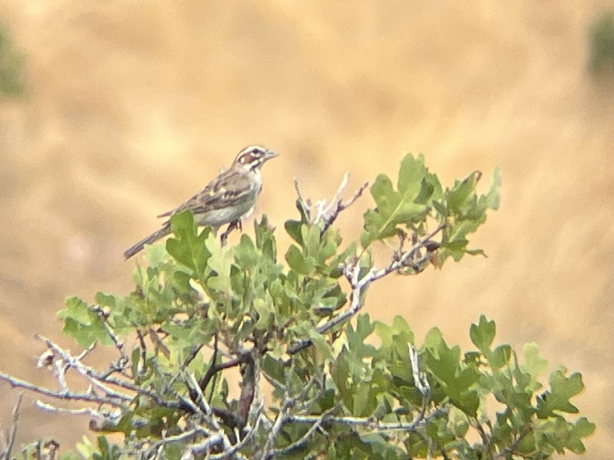 ヒバリヒメドリ - ML646465498