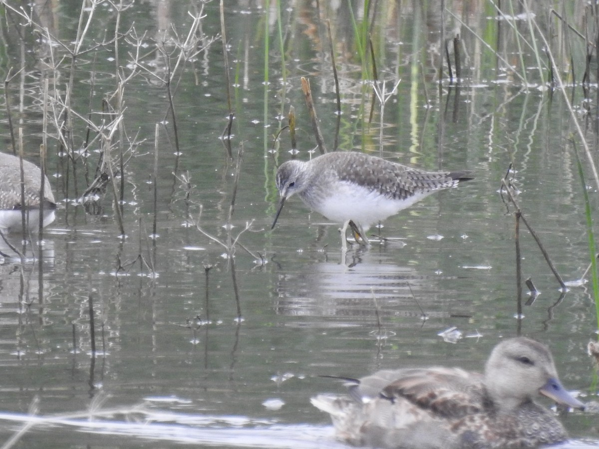 小黃腳鷸 - ML646465499