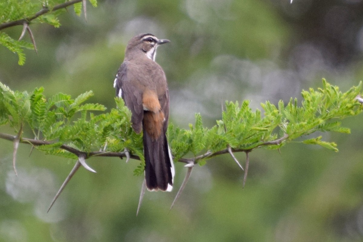 Bearded Scrub-Robin (Bearded) - ML646465502