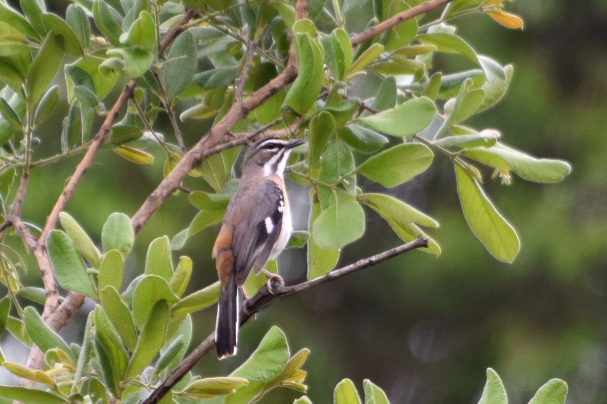 Bearded Scrub-Robin (Bearded) - ML646465503