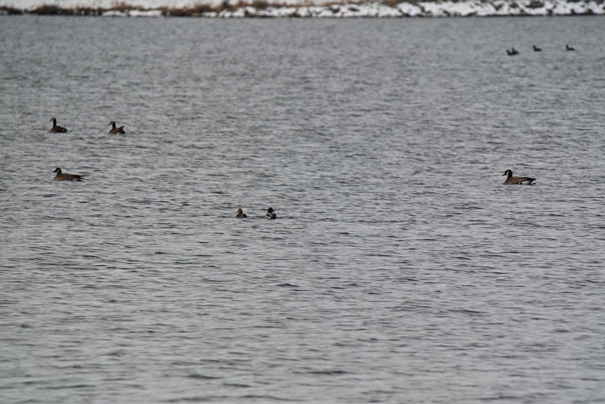 Mallard - ML646465505