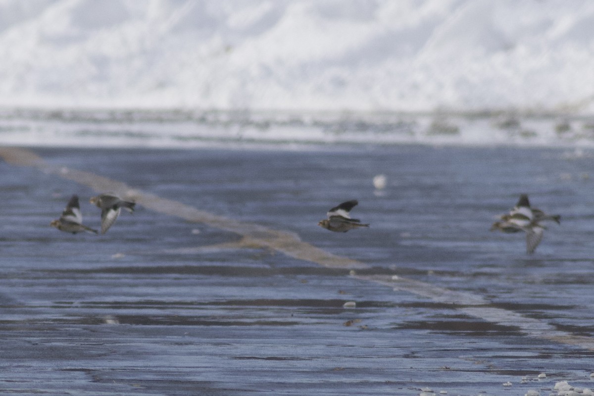 Snow Bunting - ML646465509