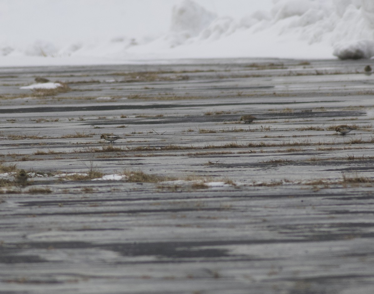 Snow Bunting - ML646465510
