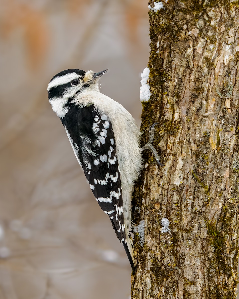 Downy Woodpecker - ML646465512
