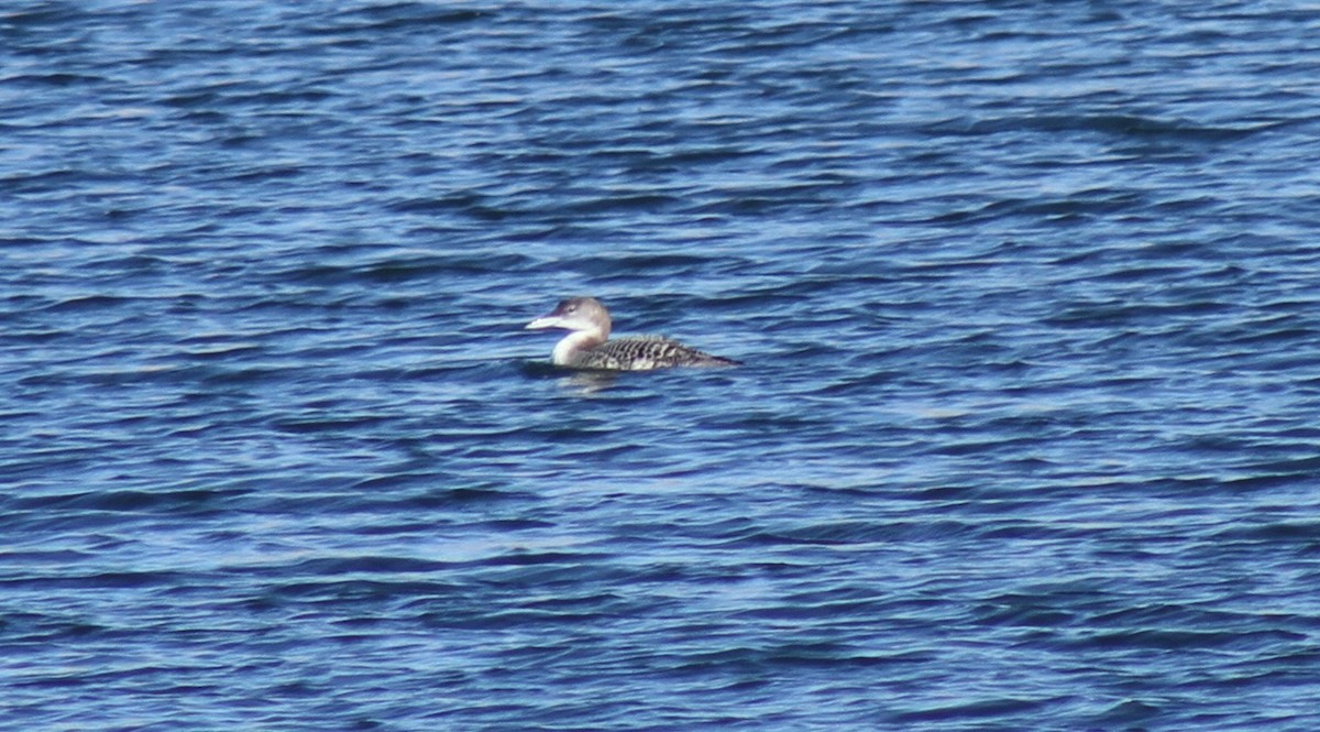 Гагара полярна - ML646465514