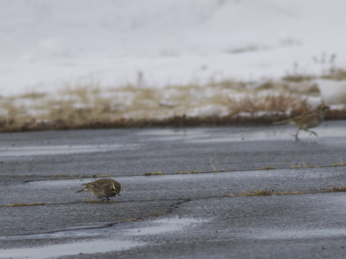 Horned Lark - ML646465515