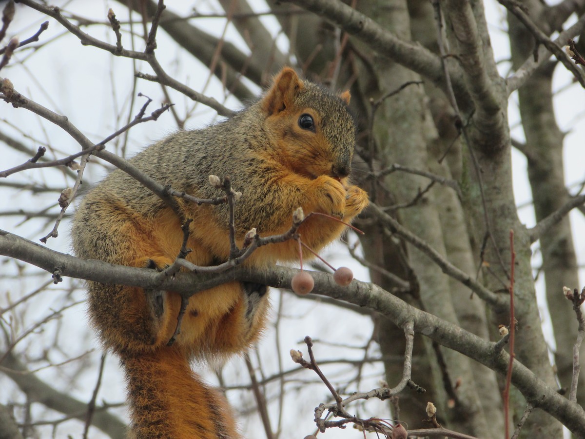 動物界 - ML646465516