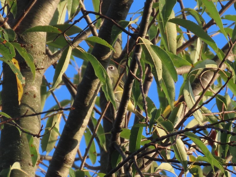 フタスジモズモドキ - ML646465518