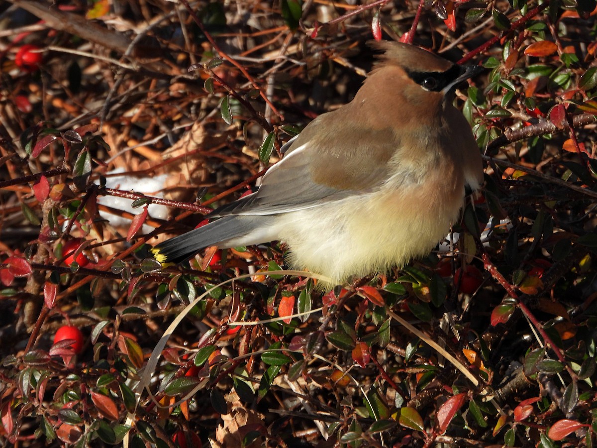 Cedar Waxwing - ML646465519
