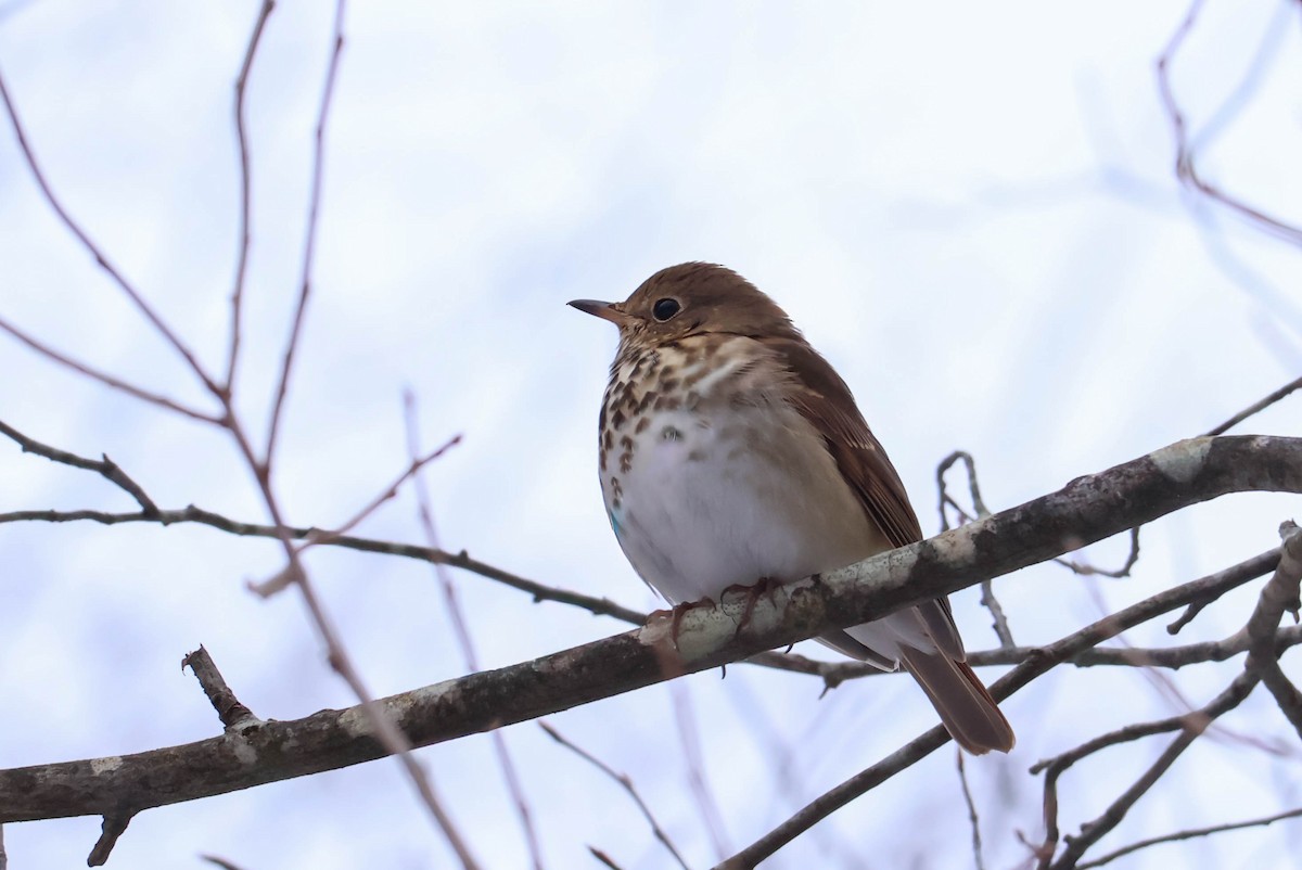 Hermit Thrush - ML646465520