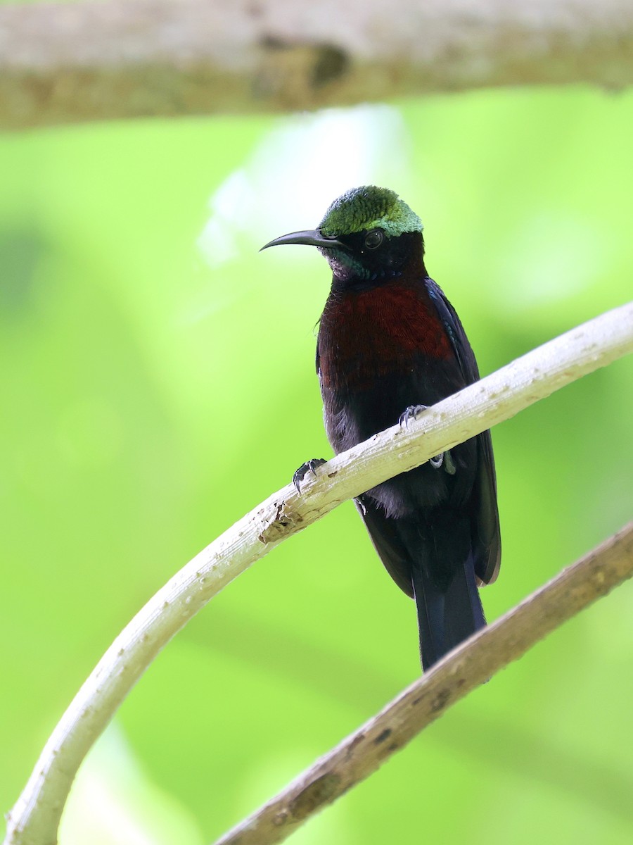 Нектаринка чорна - ML646465522