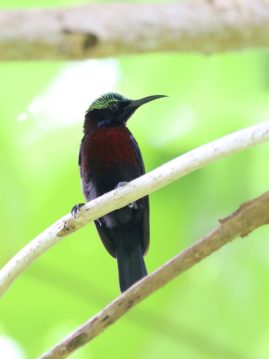 Black Sunbird - ML646465523