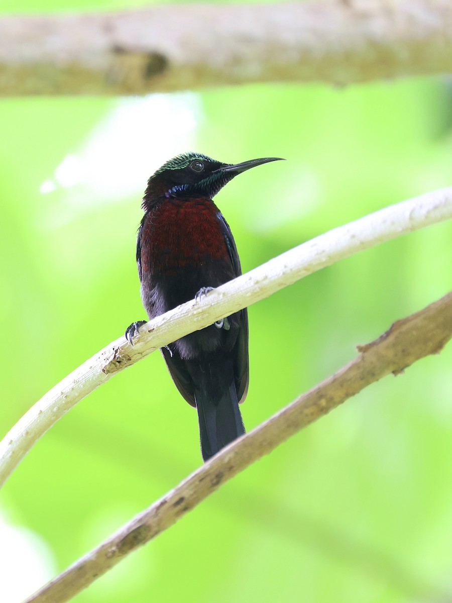 Black Sunbird - ML646465524