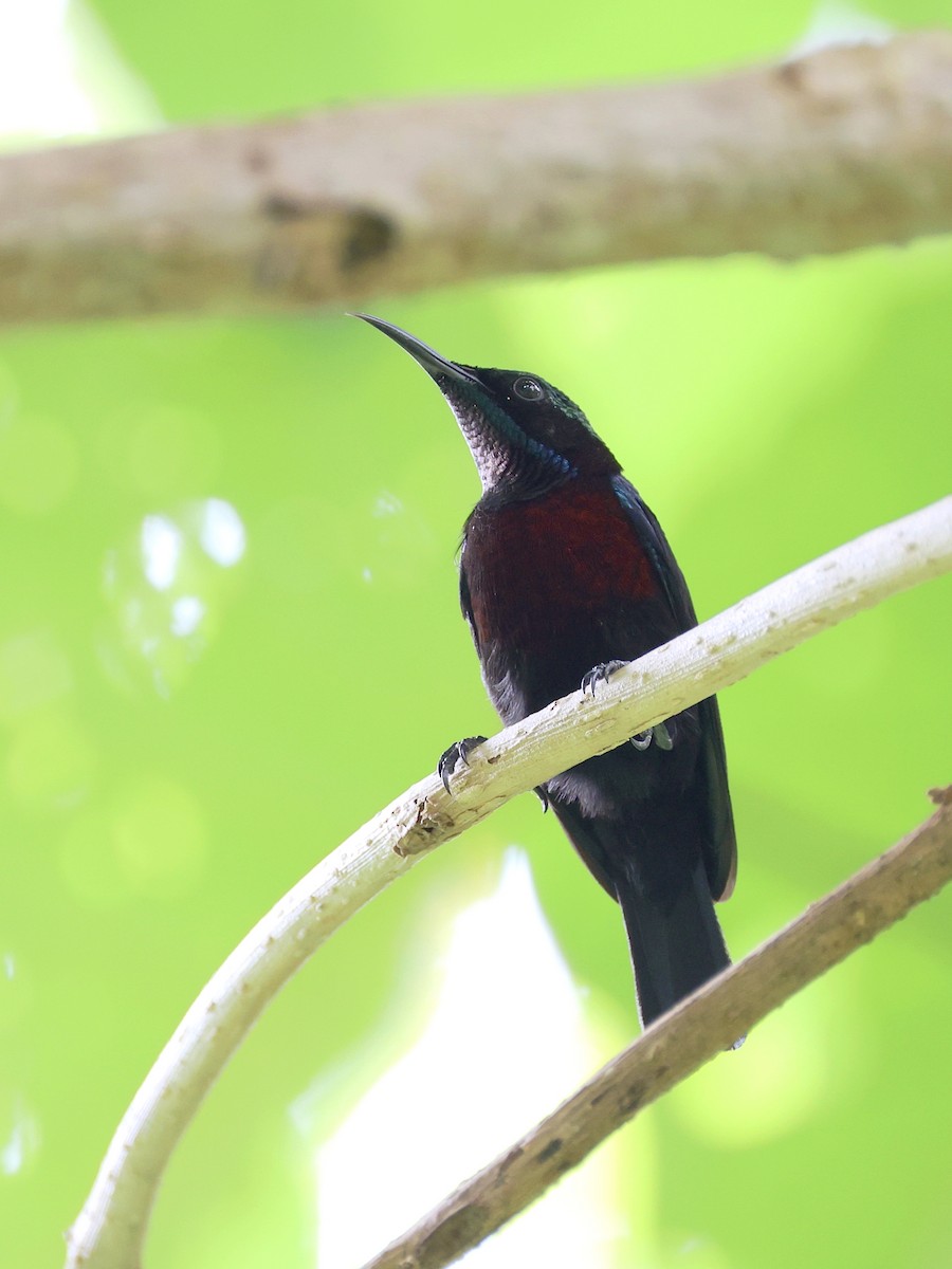 Black Sunbird - ML646465525