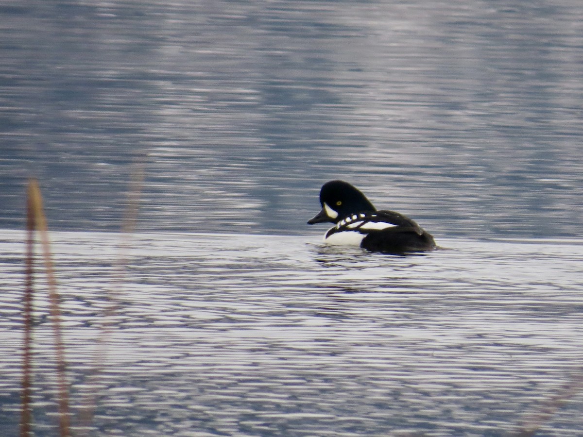 Barrow's Goldeneye - ML646465526