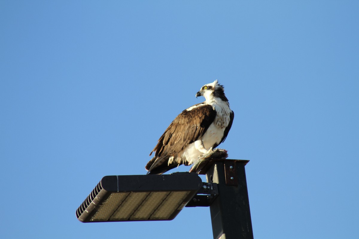 Скопа західна - ML646465527