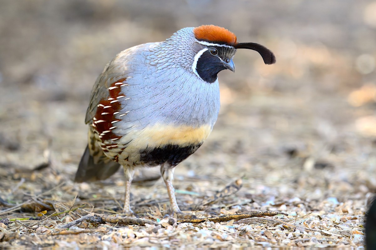 Gambel's Quail - ML646465528
