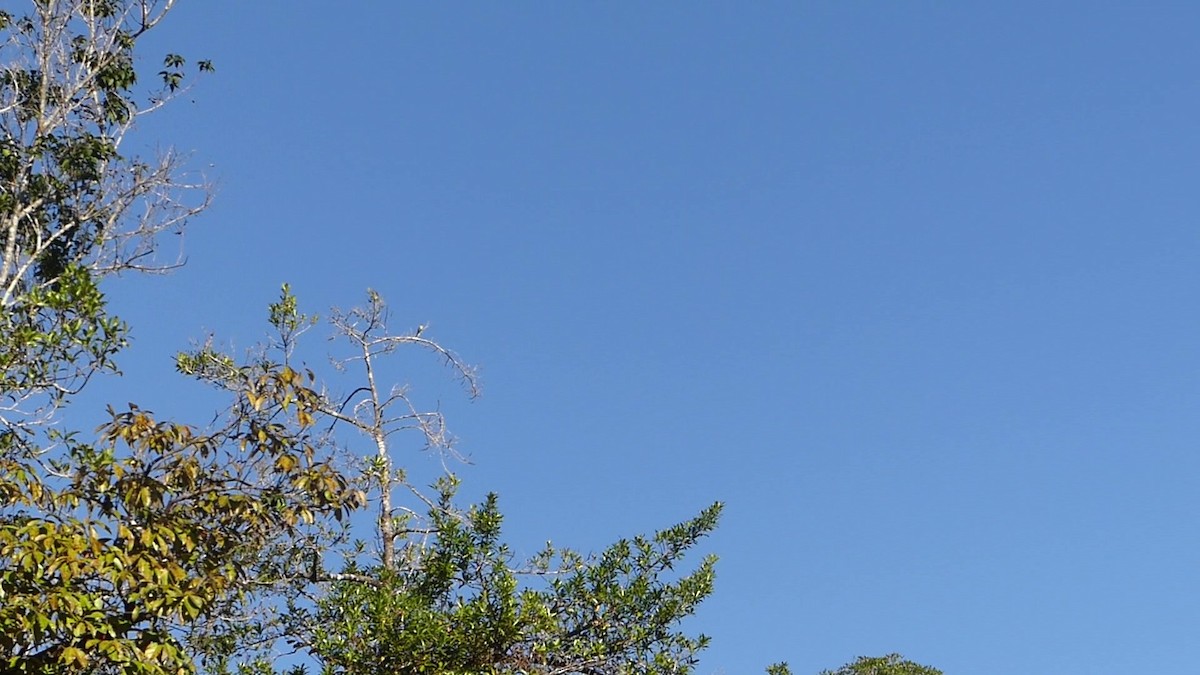 Fare Rengi Tiranulet - ML646465529