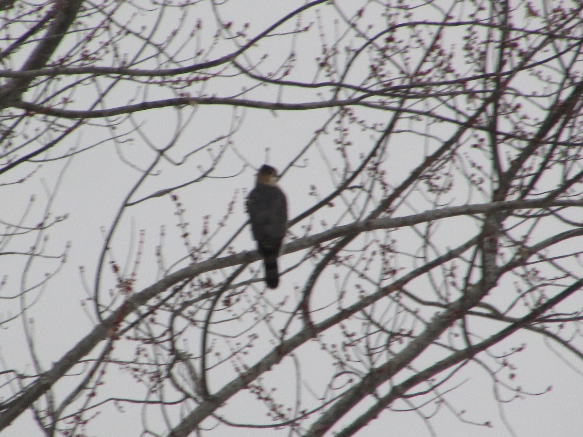 Cooper's Hawk - ML646465530
