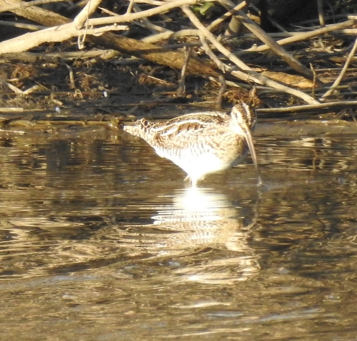 Wilson's Snipe - ML646465531