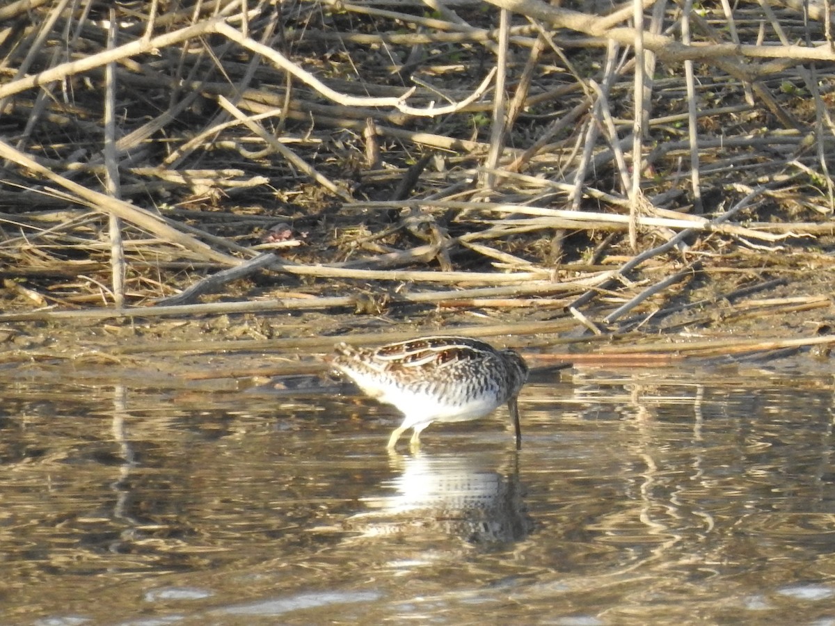 Wilson's Snipe - ML646465532