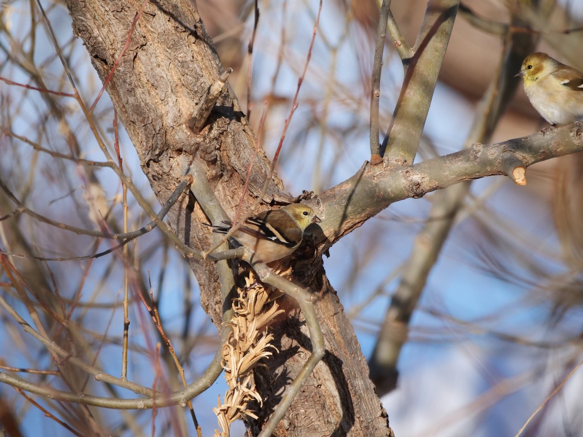 American Goldfinch - ML646465534