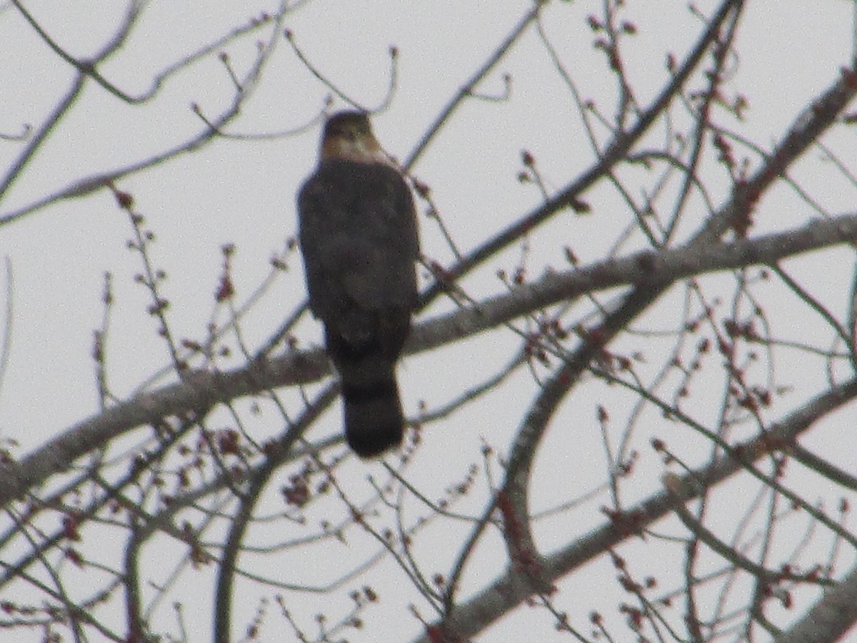 Cooper's Hawk - ML646465536