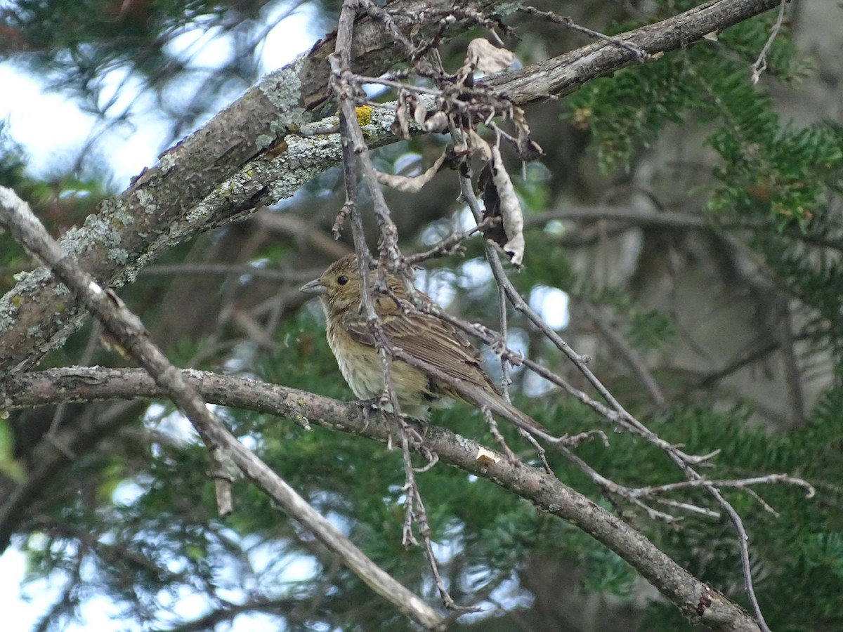 Indigo Bunting - ML646465537