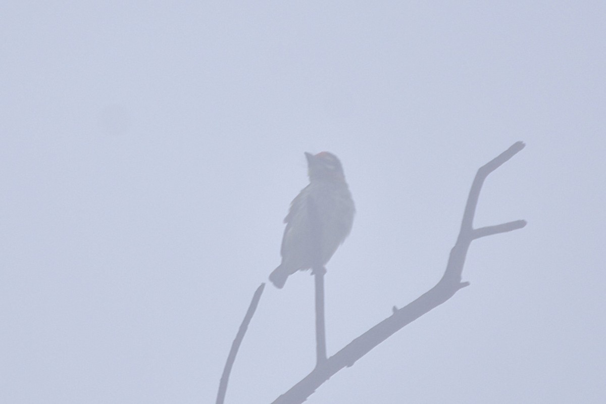 Barbu à plastron rouge - ML646465538
