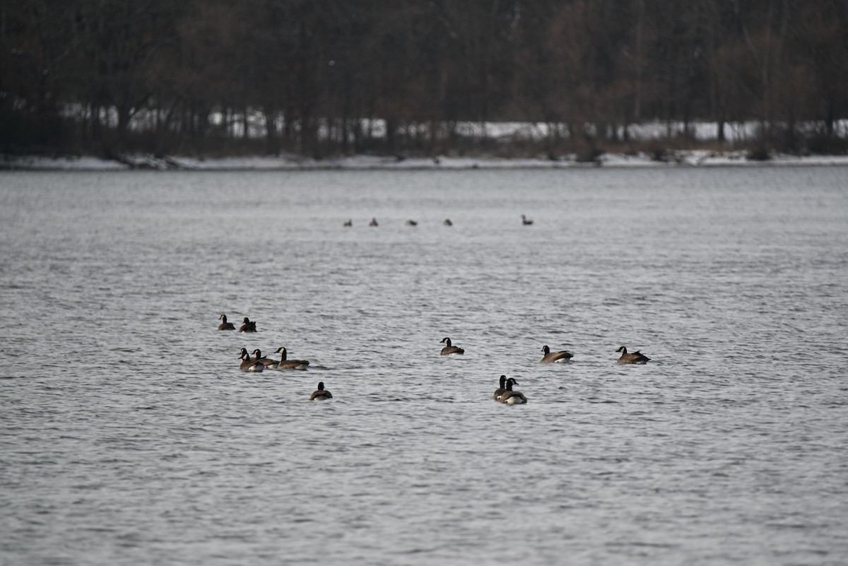 Canada Goose - ML646465539