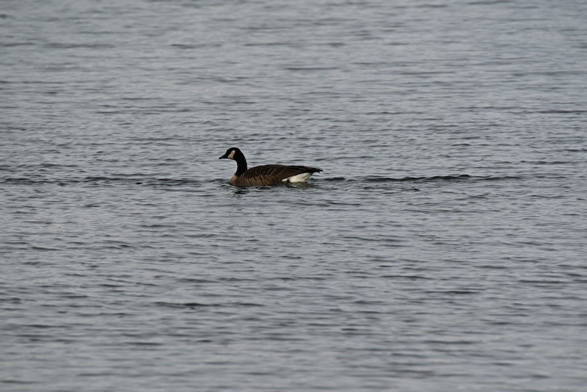 Canada Goose - ML646465540