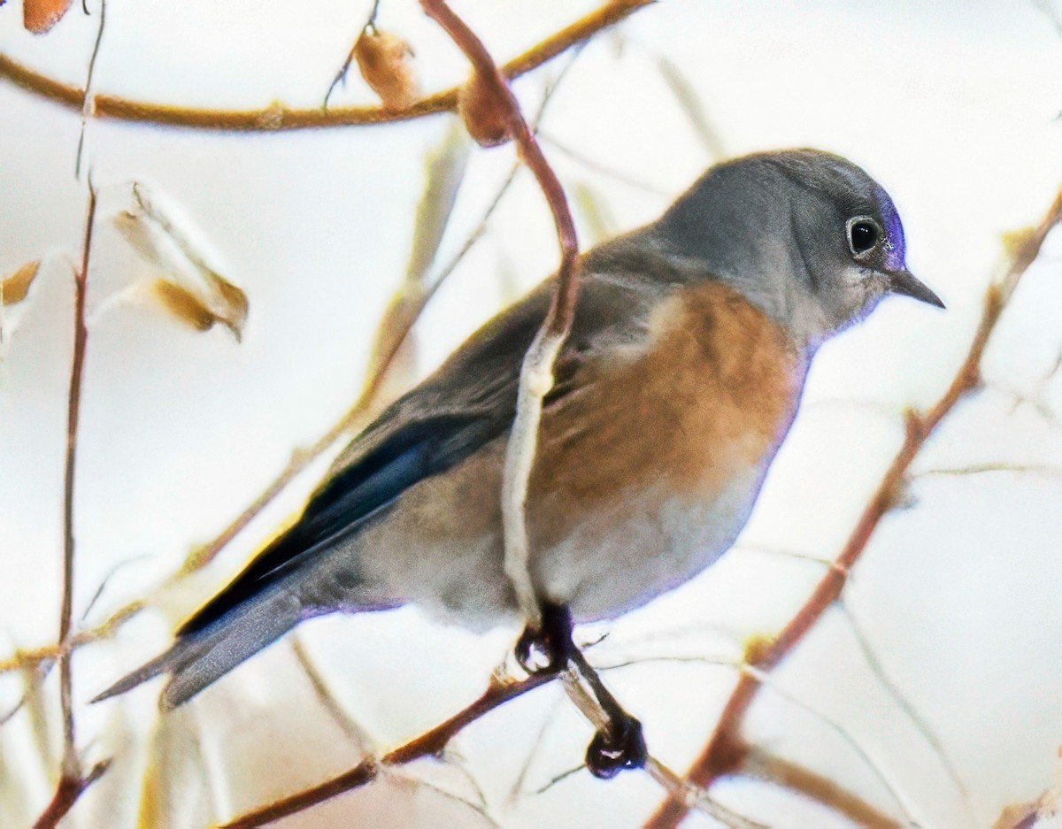Western Bluebird - ML646465542