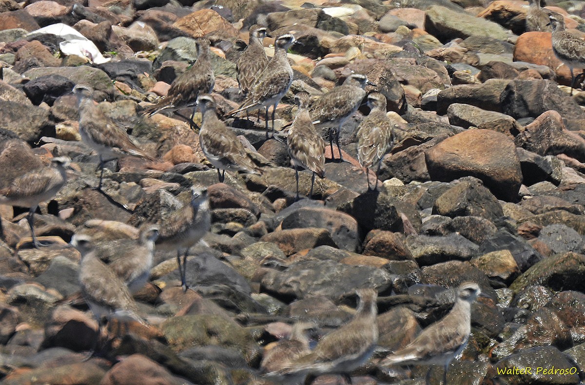 Prärie-Goldregenpfeifer - ML646465543