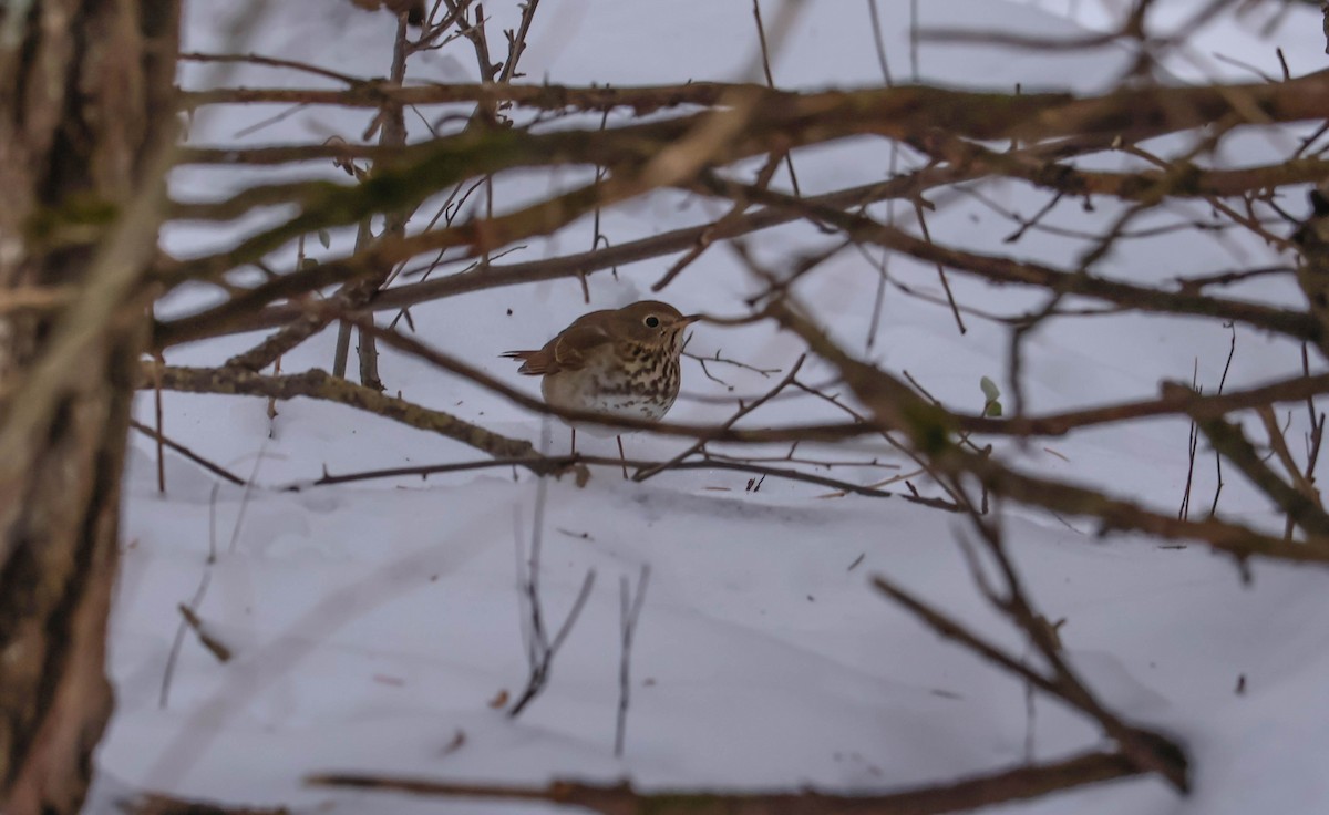 Hermit Thrush - ML646465544