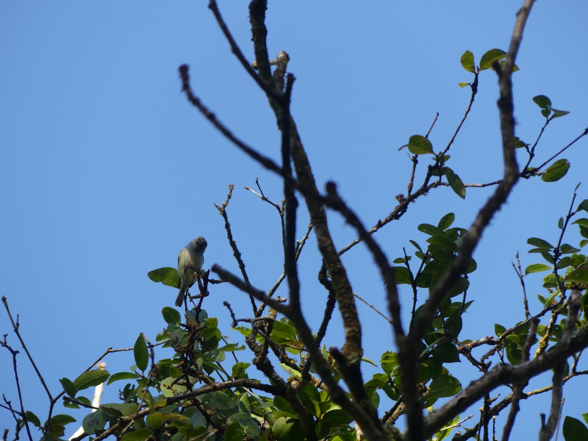 Mistletoe Tyrannulet - ML646465545