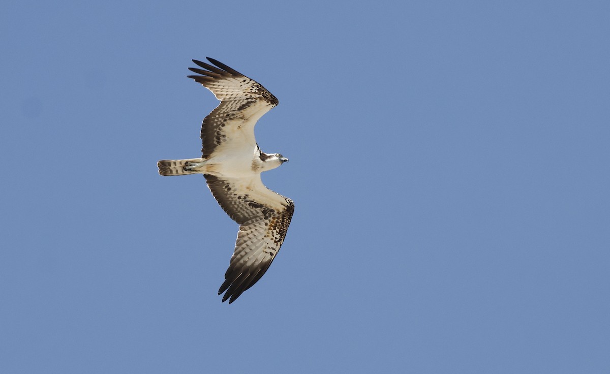 魚鷹 - ML646465546