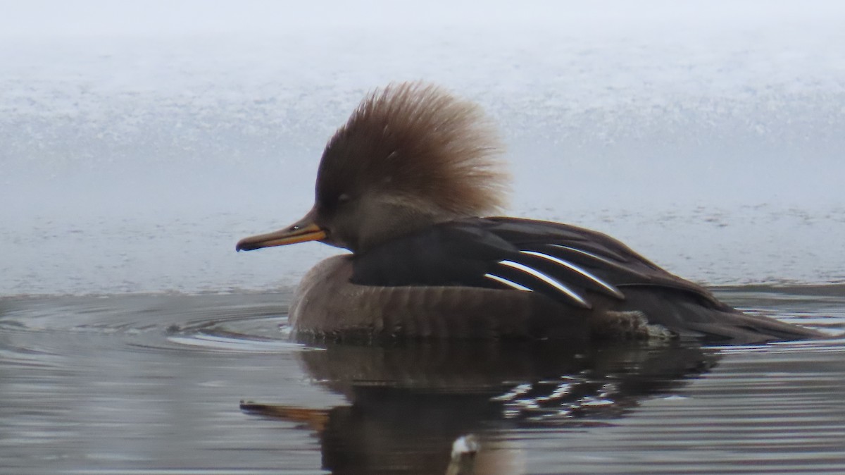 Hooded Merganser - ML646465548